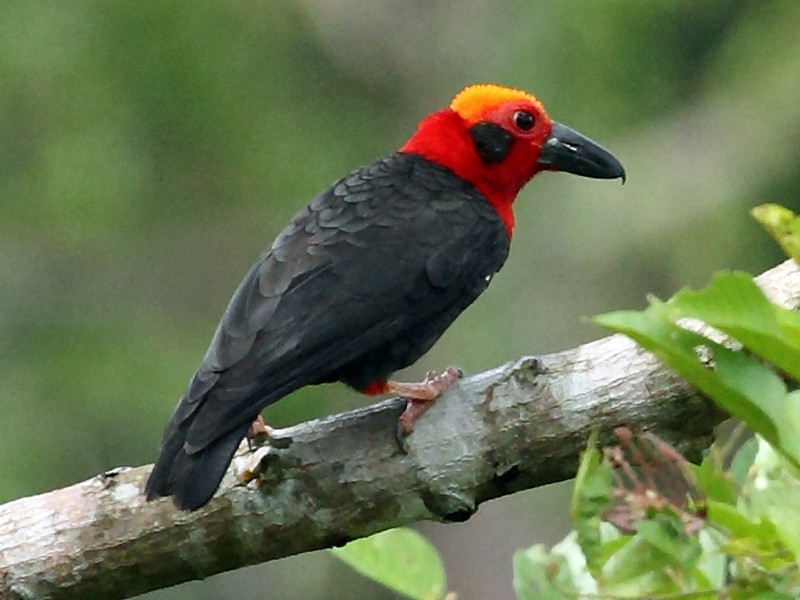 Bornean Bristlehead