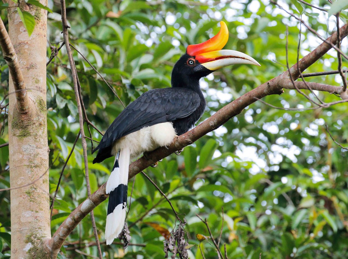 Hornbill in flight over the canopy