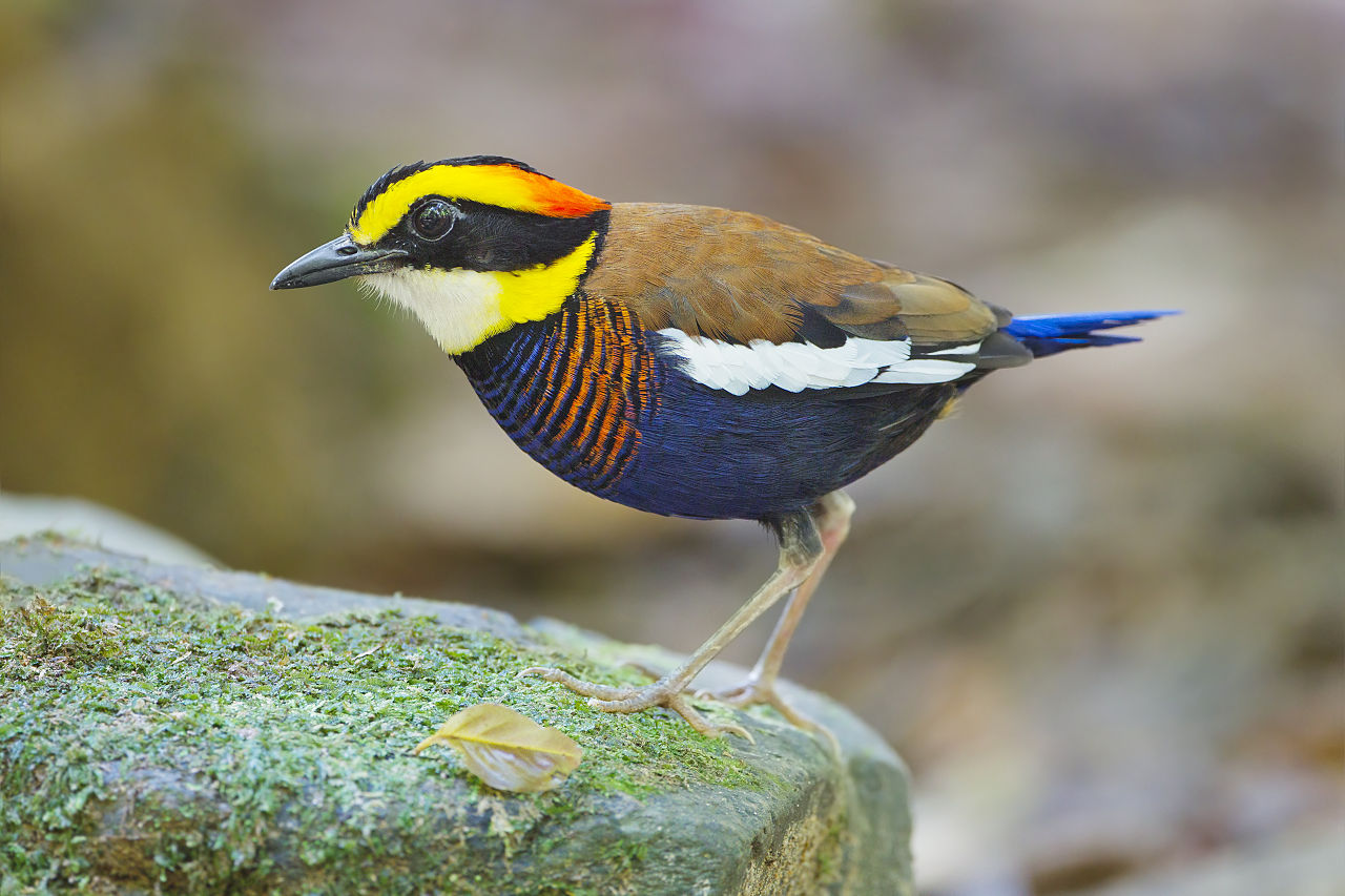 Giant Pitta on the forest floor