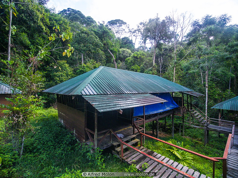 Ginseng Camp at 645 metres