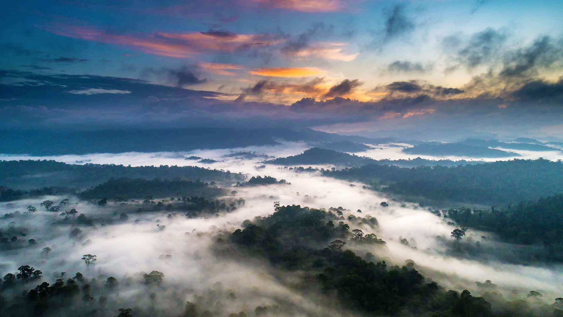 Danum Valley: lowland dipterocarp forest