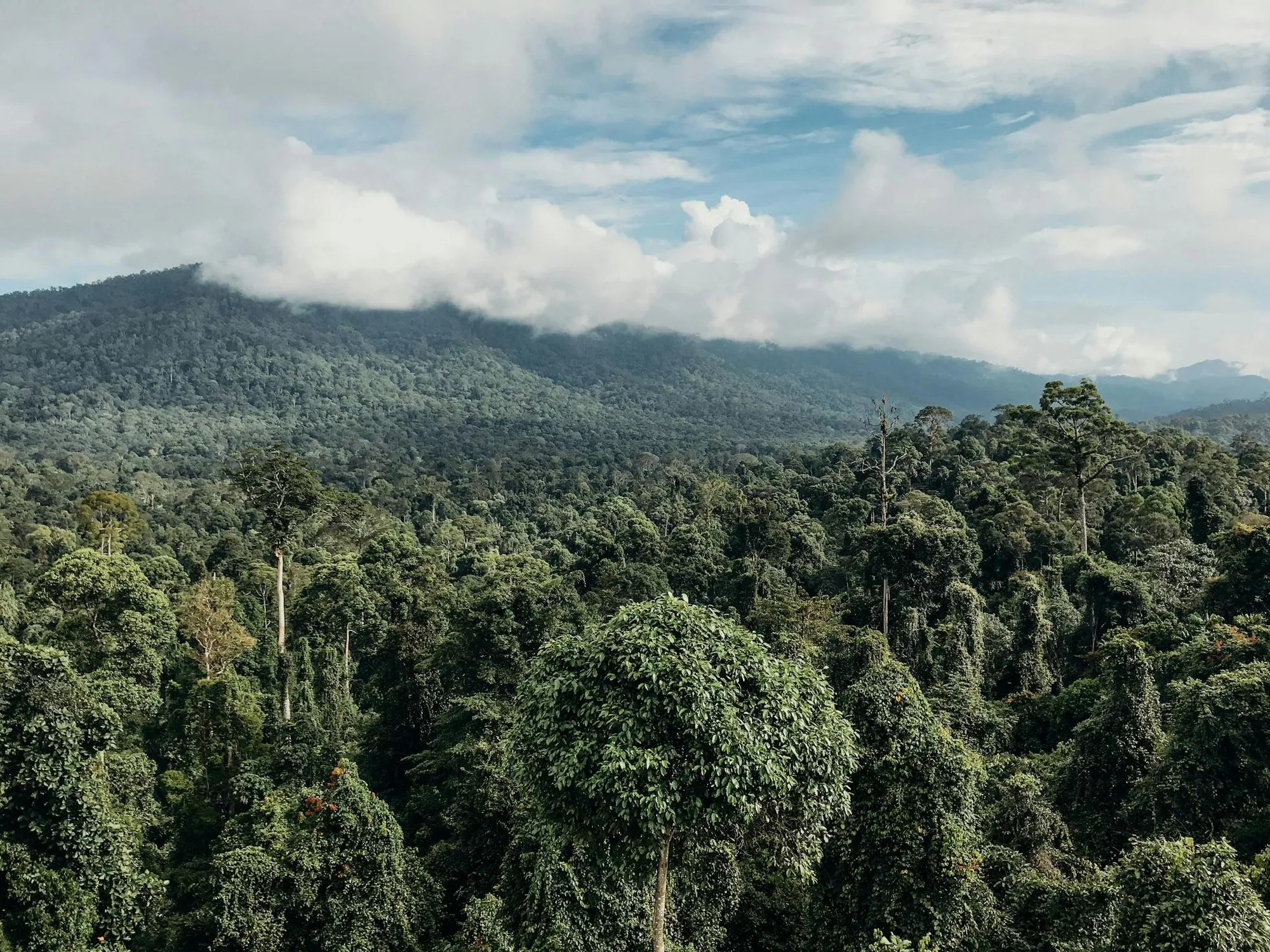 Maliau Basin: heath forest and escarpment