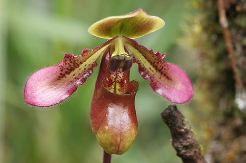 Wild orchid on the Agathis to Nepenthes trail