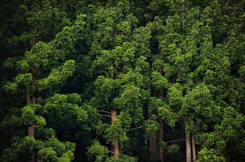 Agathis conifers in lower montane forest