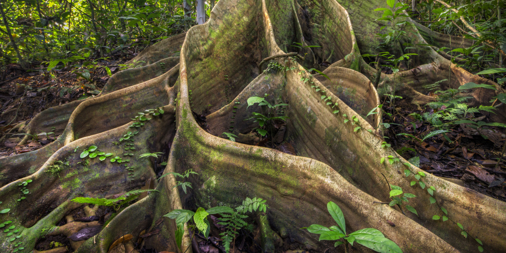 Buttressed dipterocarp giants and closed canopy