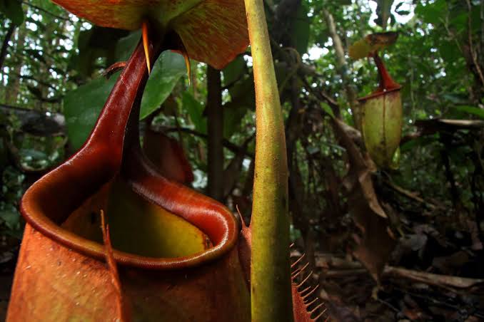 Stunted montane heath forest with pitcher plants