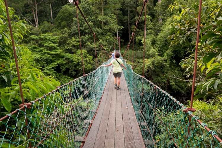 The Sky Bridge canopy walkway