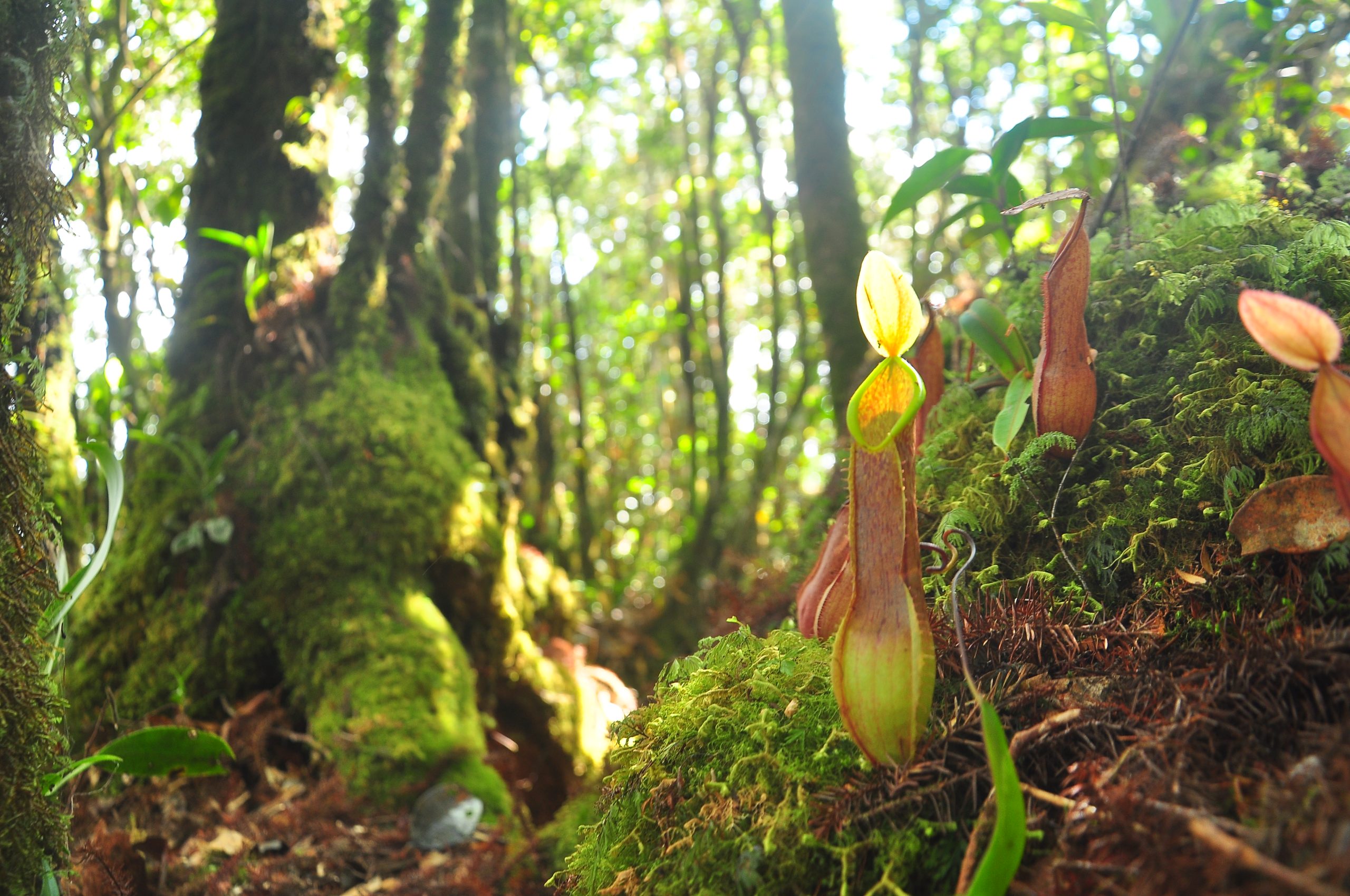 Pitcher plants in montane heath forest