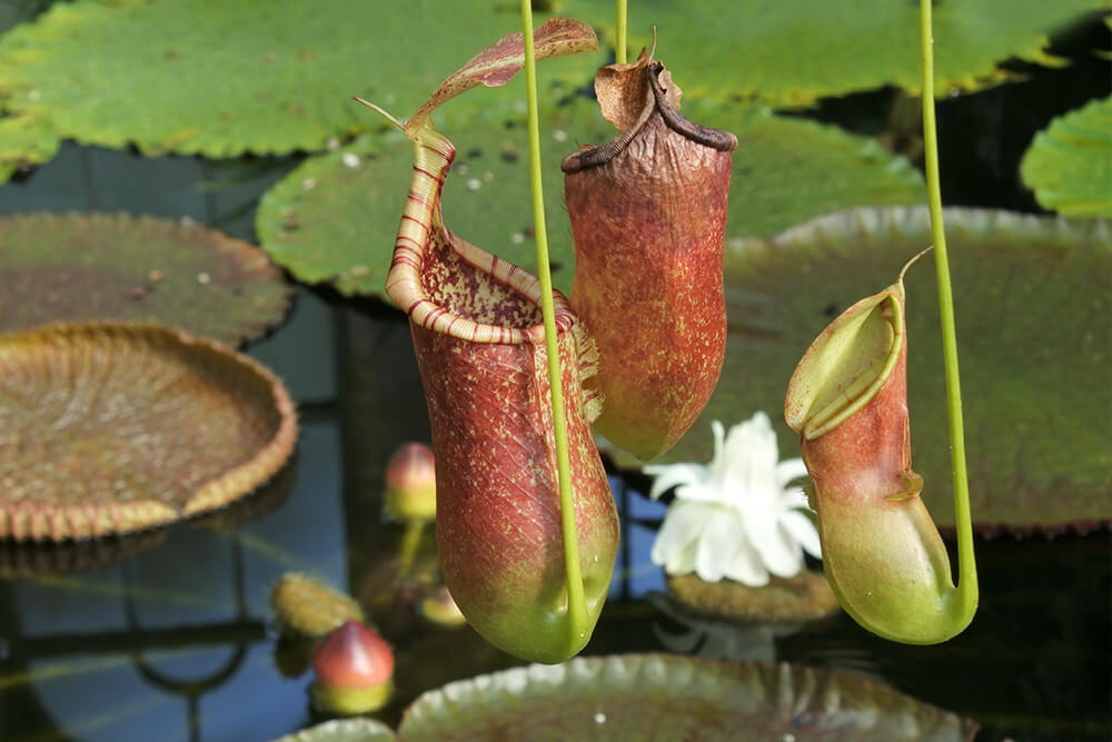 Macro detail of a Nepenthes pitcher