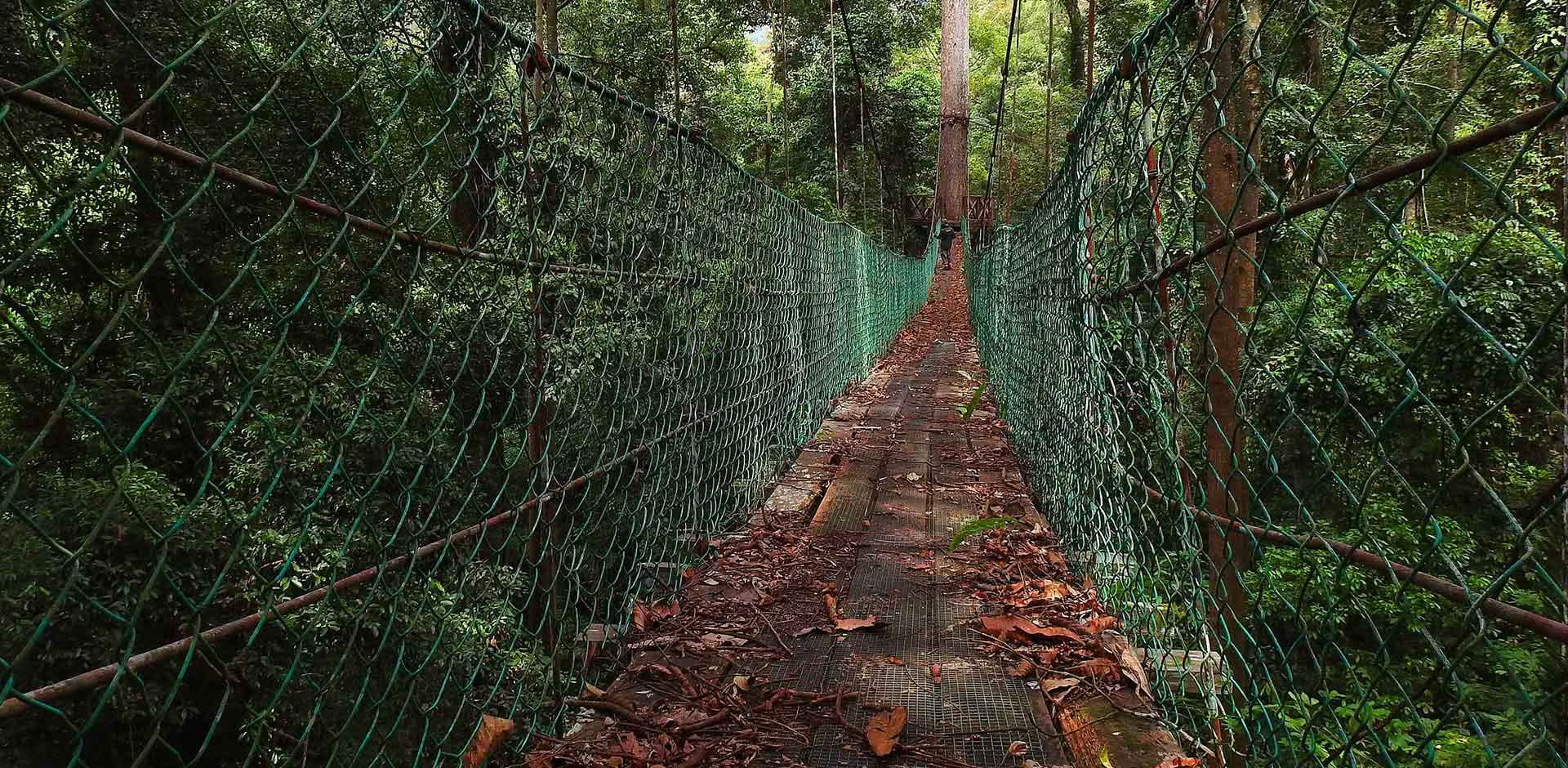 Trail through lower montane forest on the loop