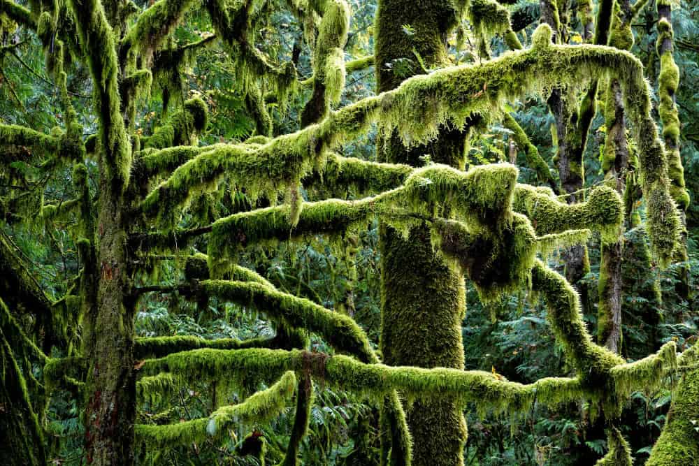 Mossy cloud forest on the northern rim