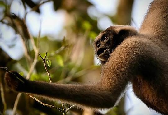 Bornean gibbon in the canopy