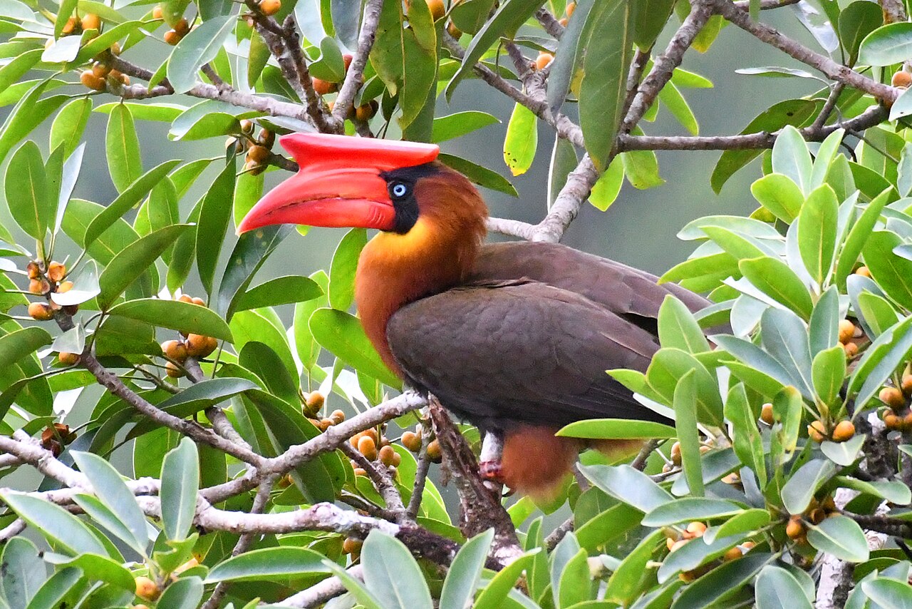 Hornbill perched above the basin floor