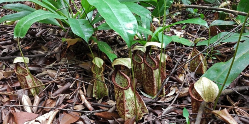 Nepenthes pitcher plant in heath forest