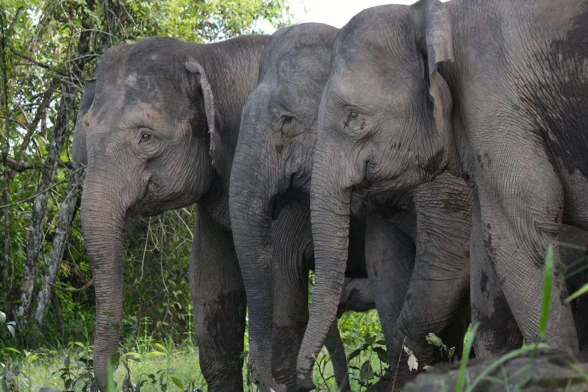 Bornean pygmy elephant on the access road