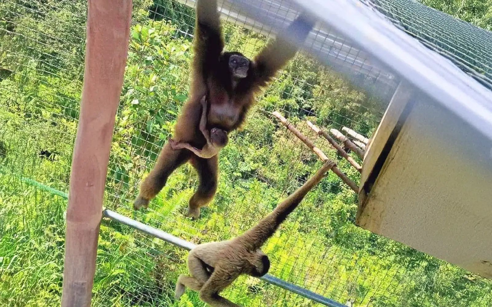 Bornean gibbon in the canopy